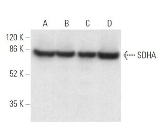 SDHA Antibody (D-4) - Western Blotting - Image 372844 