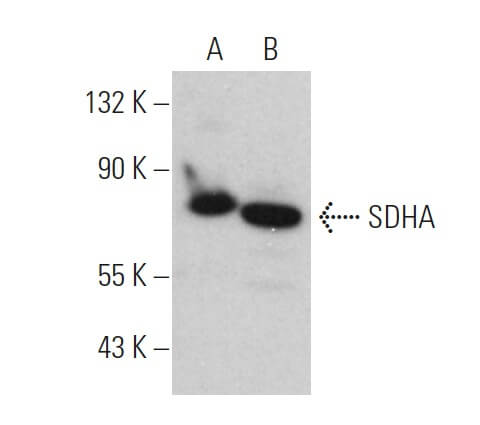 SDHA Antibody (F-2) | SCBT - Santa Cruz Biotechnology