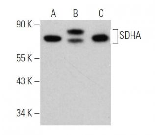 SDHA Antibody (F-2) - Western Blotting - Image 360518