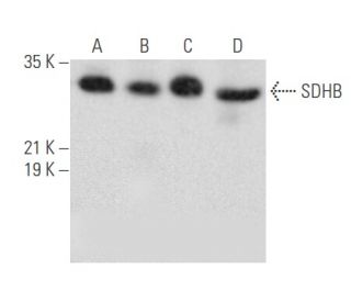 western blotting image from recommended SDHB (G-10) monoclonal antibody replacement. Image 355515