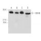 western blotting image from recommended SDHB (G-10) monoclonal antibody replacement. Image 355515
