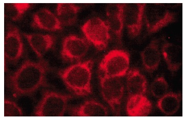 SDHB Antibody (G-10) | SCBT - Santa Cruz Biotechnology