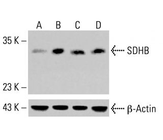 SDHB Antibody (G-10) - Western Blotting - Image 414040