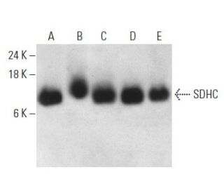 SDHC Antibody (C-2) - Western Blotting - Image 398890 