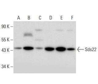 Sds22 Antibody (B-6) - Western Blotting - Image 309699 