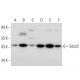 Sds22 Antibody (B-6) - Western Blotting - Image 309699 