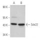 Sds22 Antibody (B-6) - Western Blotting - Image 367604 