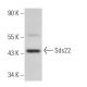 Sds22 Antibody (B-6) - Western Blotting - Image 367610