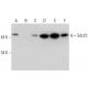 Sds22 Antibody (B-8) - Western Blotting - Image 309698 