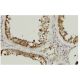 SDSL Antibody (73-K5) - Immunohistochemistry - Image 36083 