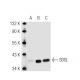 SDSL Antibody (73-K5) - Western Blotting - Image 46822
