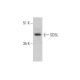 SDSL Antibody (B-8) - Western Blotting - Image 331189