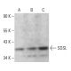 SDSL Antibody (B-8) - Western Blotting - Image 376195 