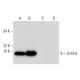 Se18.9 Antibody (B-8) - Western Blotting - Image 297967 