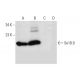 Se18.9 Antibody (H-6) - Western Blotting - Image 297877 