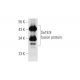 Se18.9 Antibody (H-6) - Western Blotting - Image 297878