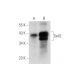 Se42 Antibody (C-10) - Western Blotting - Image 344559