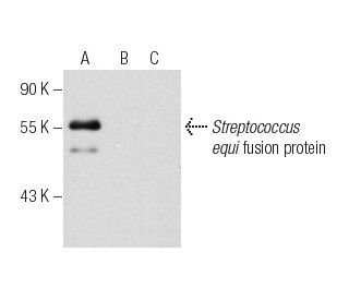 Se51.9 Antibody (C-7) - Western Blotting - Image 282546