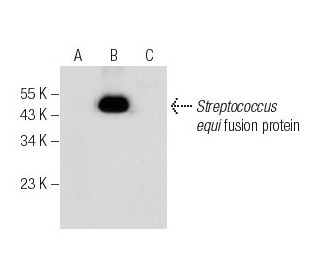 Se51.9 Antibody (F-2) - Western Blotting - Image 282542