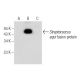 Se51.9 Antibody (F-2) - Western Blotting - Image 282542
