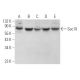 Sec10 Antibody (C-4) - Western Blotting - Image 369904
