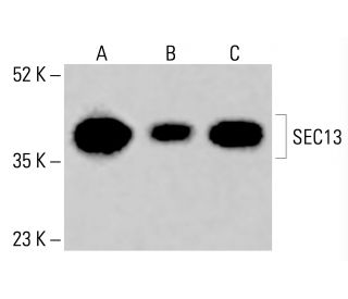 SEC13 Antibody (F-6) - Western Blotting - Image 415640