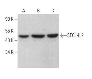 SEC14L2 Antibody (H-4) - Western Blotting - Image 383784 