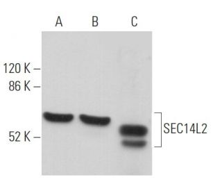 SEC14L2 Antibody (H-5): sc-271902