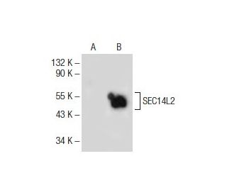 SEC14L2/L3/L4 (E-10): sc-365420. Western blot analysis of SEC14L2 expression in non-transfected: sc-117752 (A) and mouse S