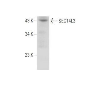 SEC14L3 Antibody (E-1) - Western Blotting - Image 345949 