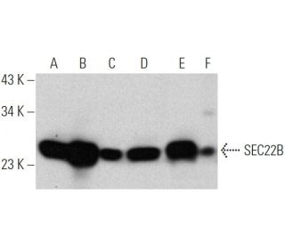 SEC22B Antibody (29-F7) - Western Blotting - Image 368190 