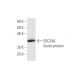 SEC24A Antibody (4D9) - Western Blotting - Image 349035