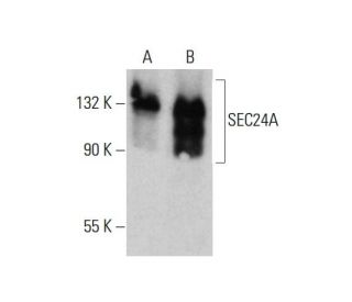 SEC24A Antibody (4D9) - Western Blotting - Image 384300 
