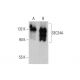 SEC24A Antibody (4D9) - Western Blotting - Image 384300 