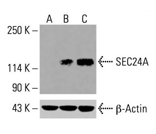 SEC24A Antibody (4D9) - Western Blotting - Image 416129 