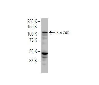 Sec24D Antibody (34.1) - Western Blotting - Image 34627