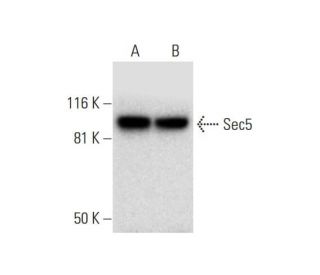Sec5 Antibody (C-10) - Western Blotting - Image 295945 