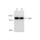 Sec5 Antibody (C-10) - Western Blotting - Image 295945 