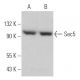 Sec5 Antibody (C-10) - Western Blotting - Image 366120