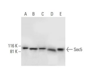 Sec5 Antibody (F-7) - Western Blotting - Image 293019 