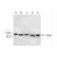 Sec5 Antibody (F-7) - Western Blotting - Image 293019 