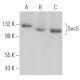Sec5 Antibody (F-7) - Western Blotting - Image 366119