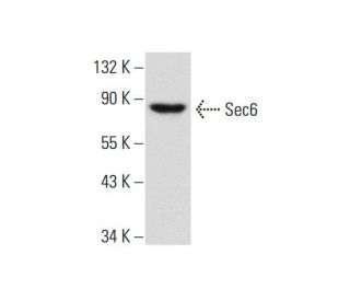 Sec6 Antibody (B-10) - Western Blotting - Image 134128 
