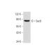 Sec6 Antibody (B-10) - Western Blotting - Image 134128 