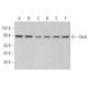 Sec6 Antibody (B-10) - Western Blotting - Image 366563