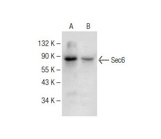 Sec6 Antibody (H-5) - Western Blotting - Image 147905 