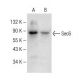 Sec6 Antibody (H-5) - Western Blotting - Image 147905 