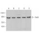 Sec6 Antibody (H-5) - Western Blotting - Image 366561 