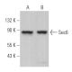 Sec6 Antibody (H-5) - Western Blotting - Image 366562
