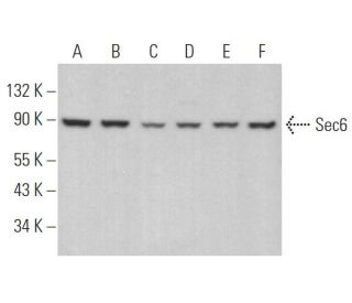 Sec6 Antibody (B-10) - Western Blotting - Image 366563